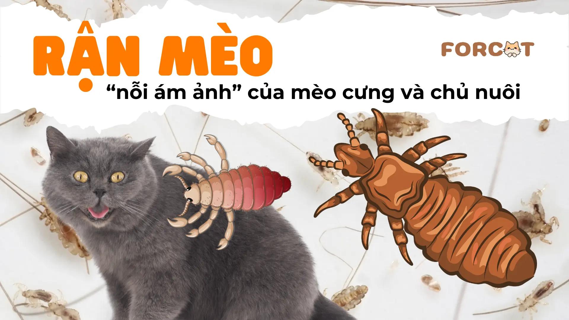 RẬN MÈO, “nỗi ám ảnh” của mèo cưng và chủ nuôi