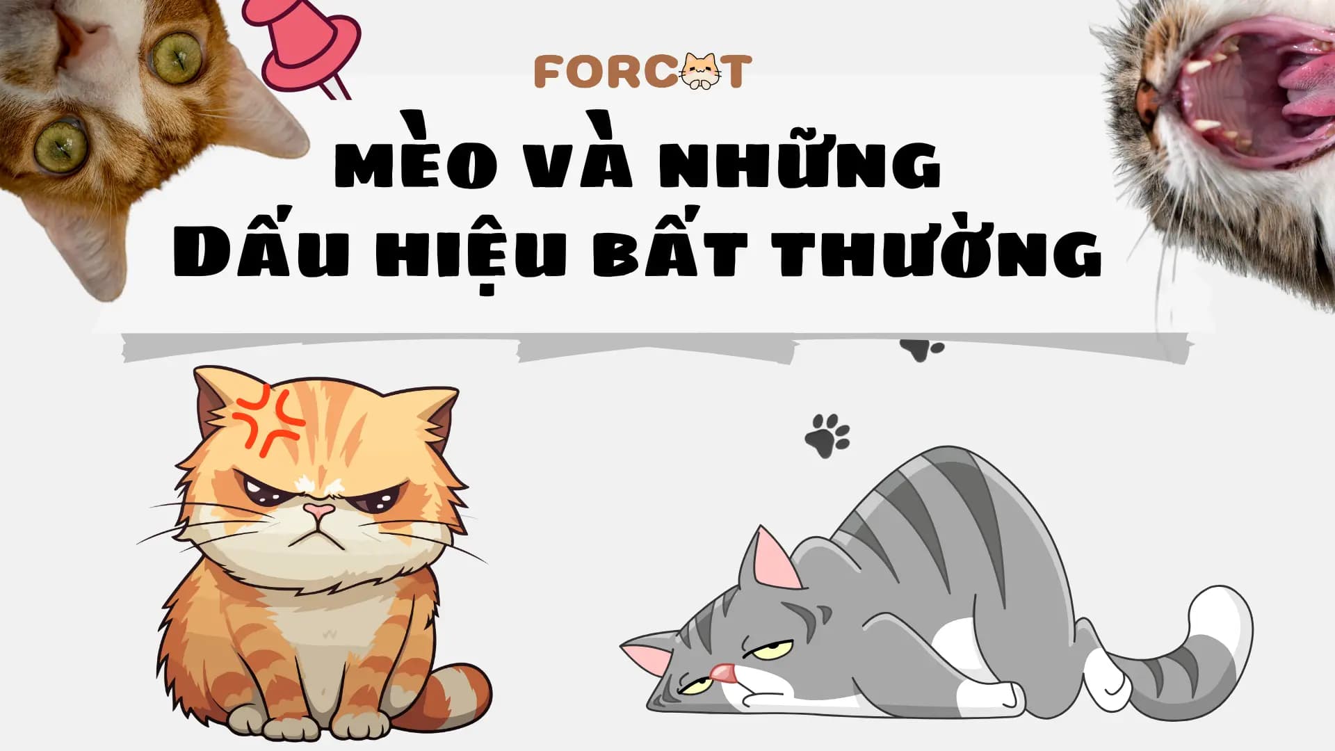 Ảnh bìa cho bài viết “Những dấu hiệu bất thường của mèo mà bạn cần chú ý”